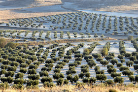 Campos de Olivos