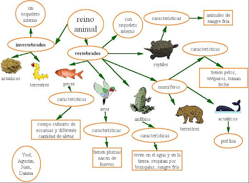 animales vertebrados e invertebrados doodle